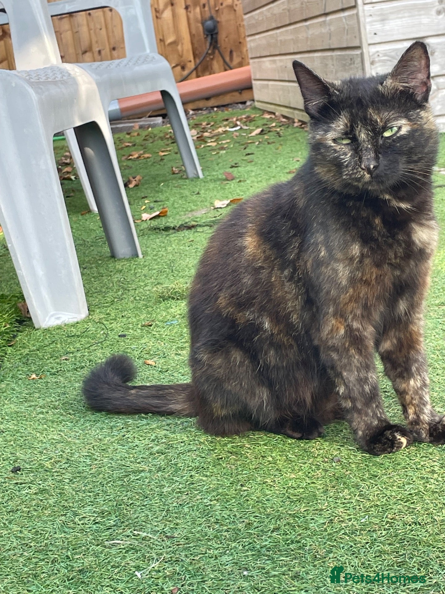 Mixed Breed cats 4 beautiful kittens looking for there forever home - Advert 4