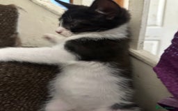 Mixed Breed cats for sale: Playful Kittens 🐾 (Please Read Description) - Image 13