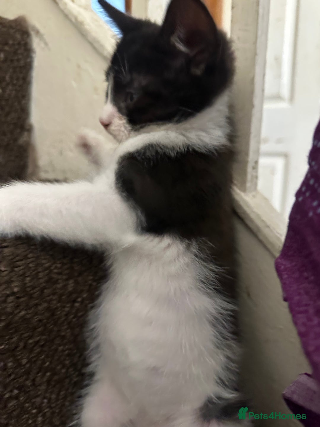 Mixed Breed cats for sale: Playful Kittens 🐾 (Please Read Description) - Image 13