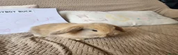 Mini Lop rabbits for sale: Stunning Mini Lops from Keeper's Mini Lops  - Advert 11