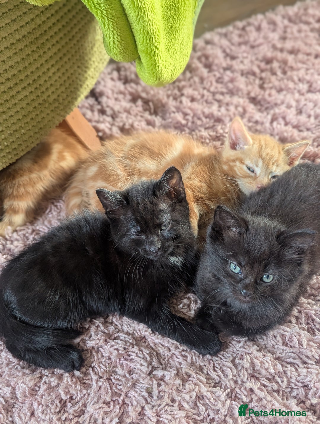 Domestic Shorthair cats for sale: Ready now  - Image 2