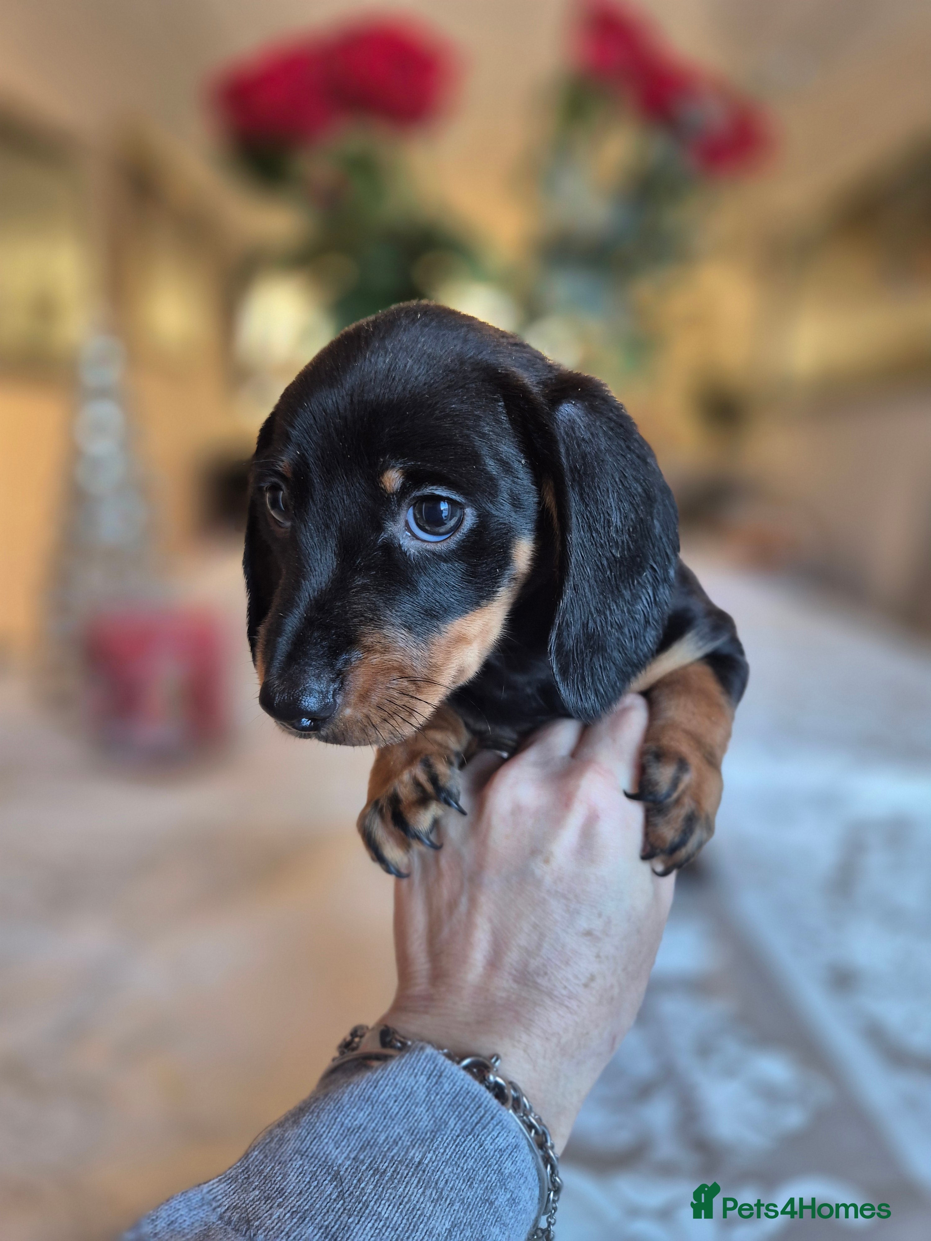 Dachshund dogs 💙Miniature Dachshund puppies! First litter!🩷  - Advert 5
