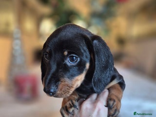 Dachshund dogs 💙Miniature Dachshund puppies! First litter!🩷 - Advert 5