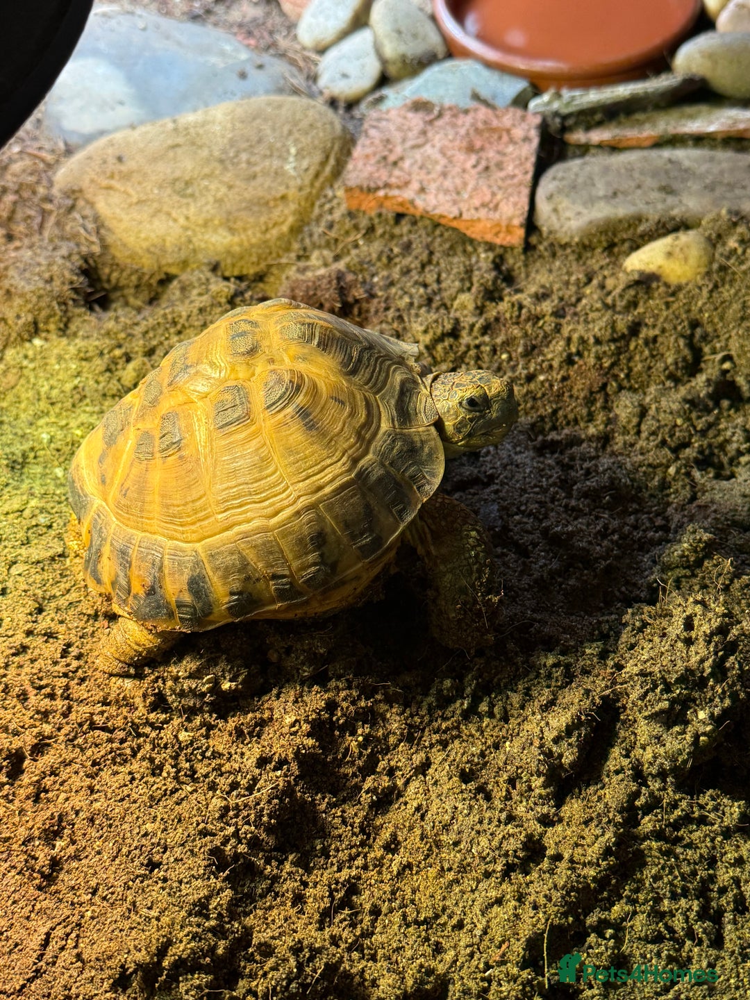 Tortoise reptiles for sale: Horsefield Tortoise for sale - Advert 2