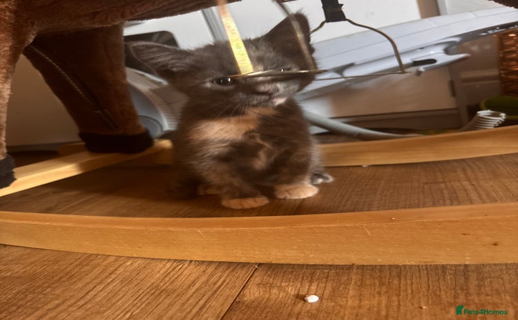 Domestic Shorthair cats - Advert 4