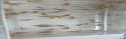 Axolotl reptiles for sale: Baby axolotls leucistic & black in Prudhoe - Advert 2