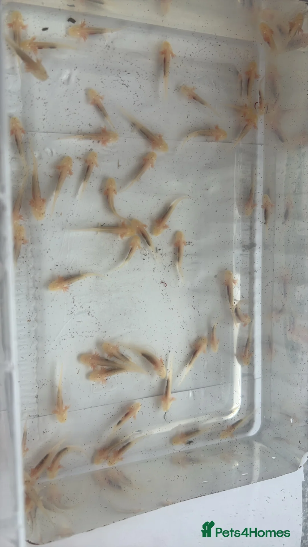 Axolotl reptiles for sale: Baby axolotls leucistic & black in Prudhoe - Advert 2