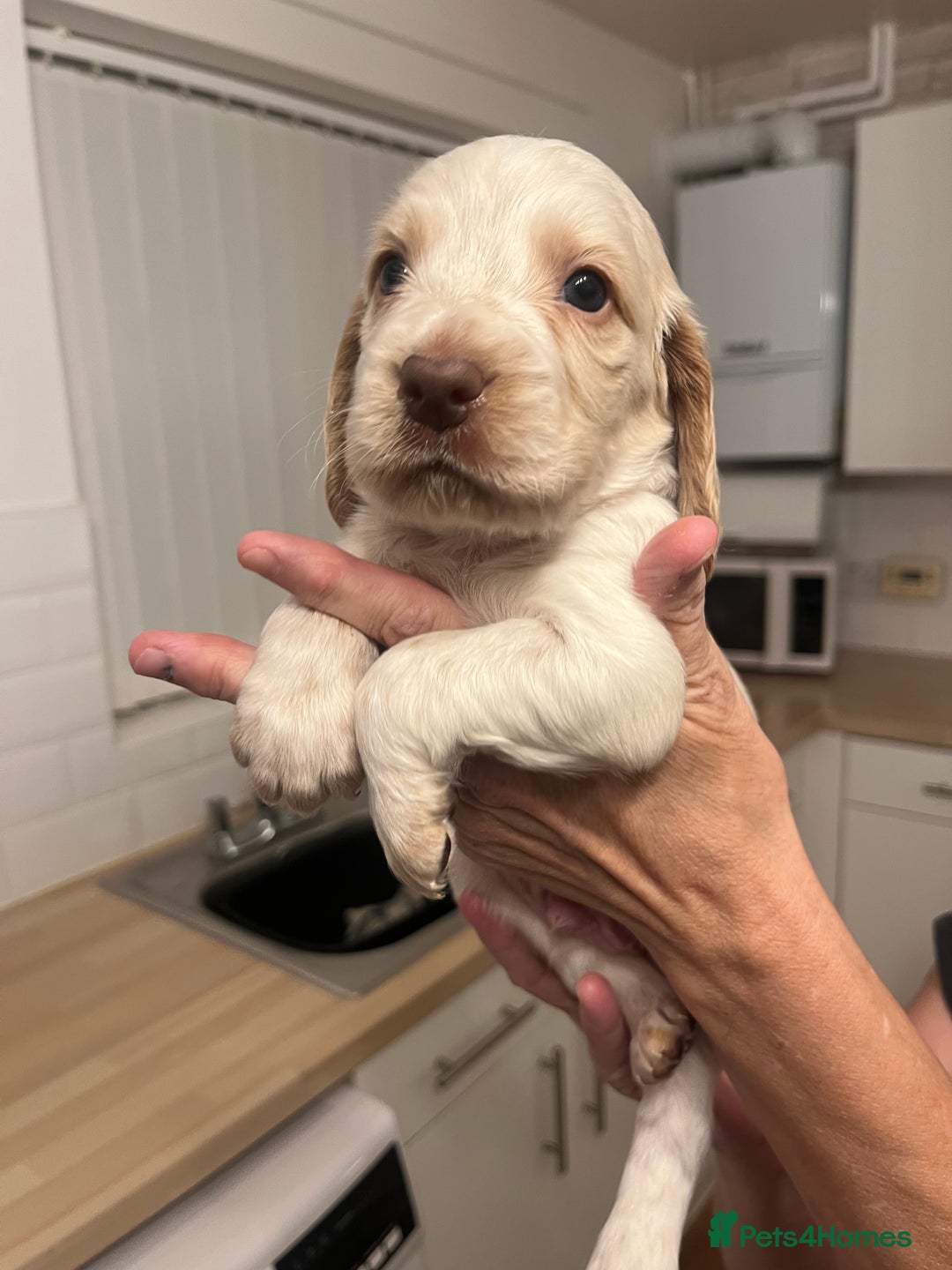 Cocker Spaniel dogs for sale: BEAUTIFUL COCKER SPANIEL PUPS - Advert 22