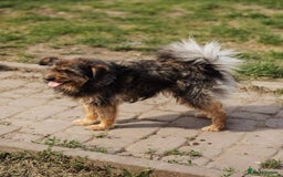 Mixed Breed dogs for adoption: 💖🐶 MALVINA 🐶💖 - Image 4