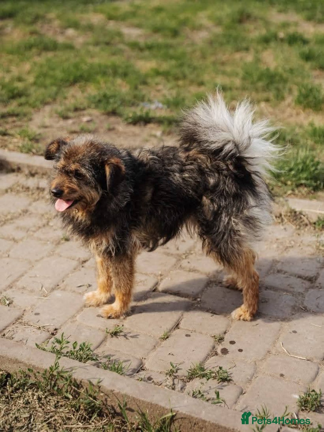 Mixed Breed dogs for adoption: 💖🐶 MALVINA 🐶💖 - Image 4