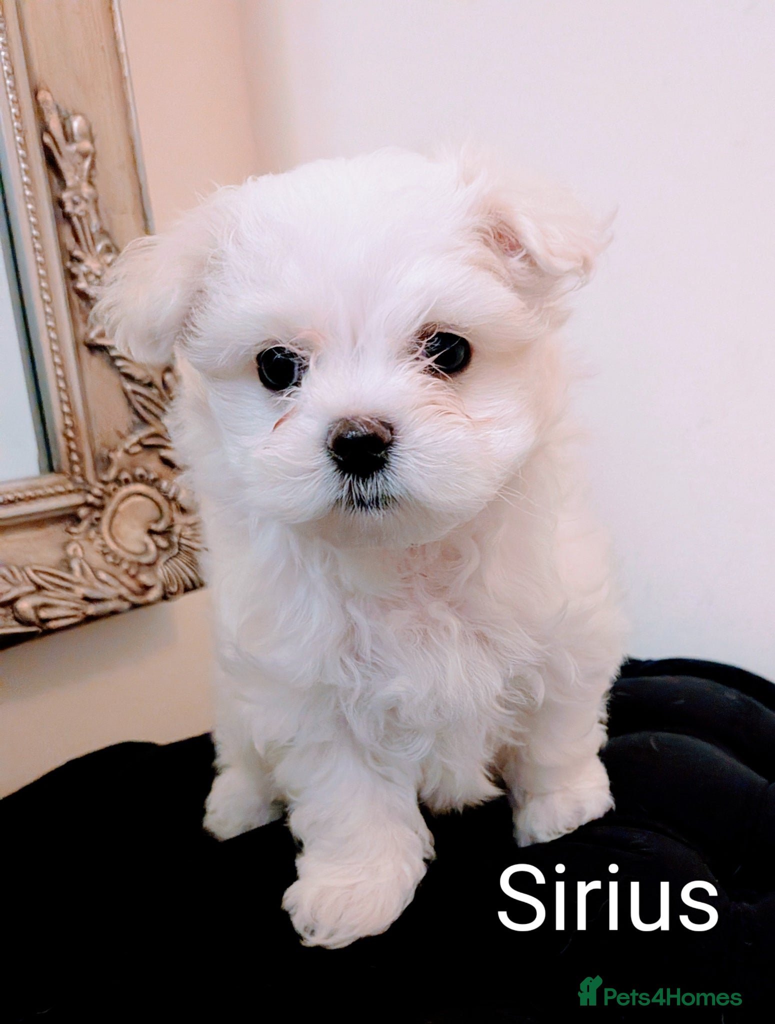 Maltese dogs Beautiful Tiny Maltese puppies  - Advert 2