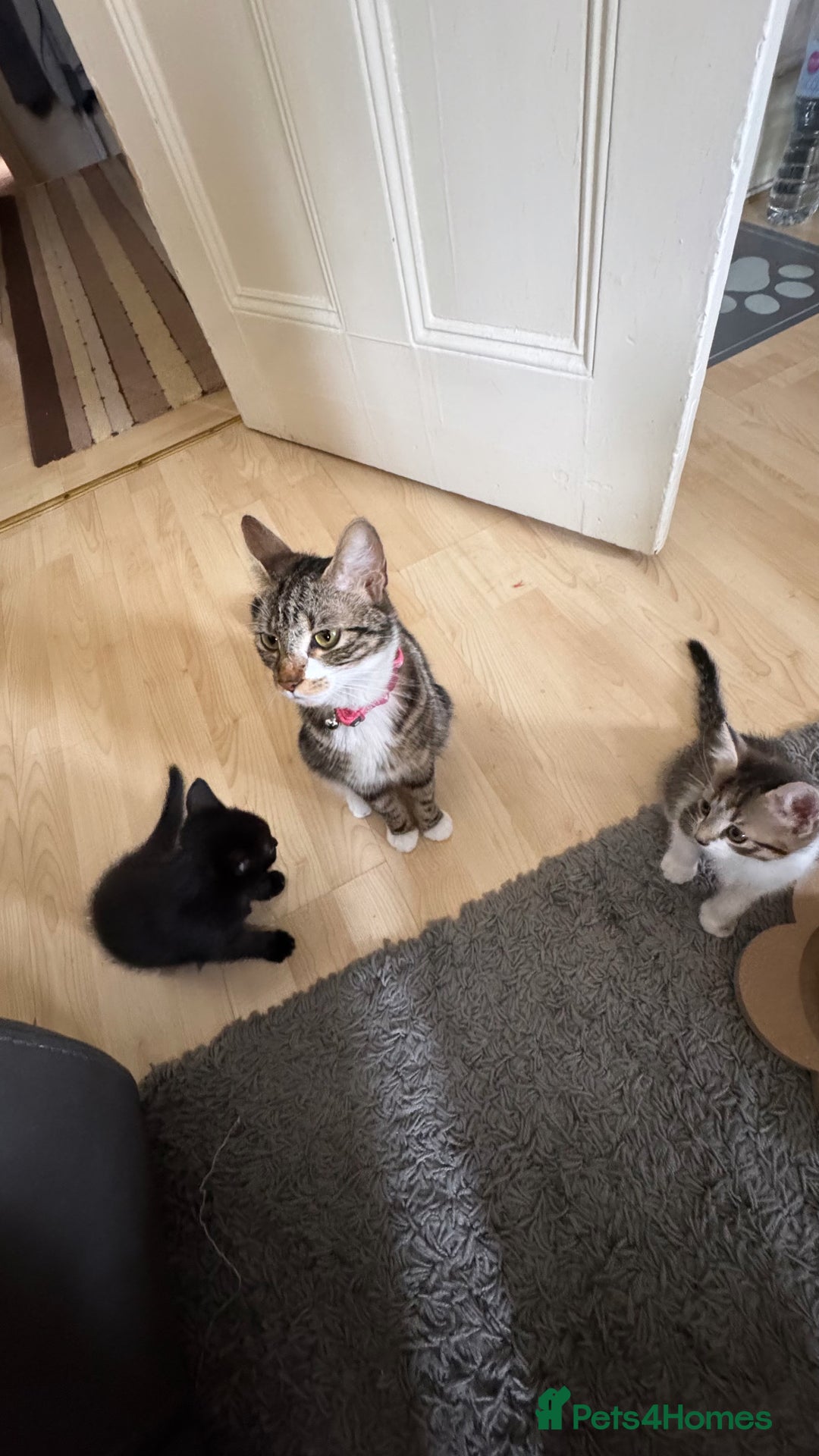 Domestic Shorthair cats for sale: 🐾Gorgeous Tabby & Sleek Black Kitten Duo🐾 - Image 5
