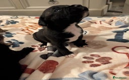 Mixed Breed dogs for sale: Staff cross pups - Image 7