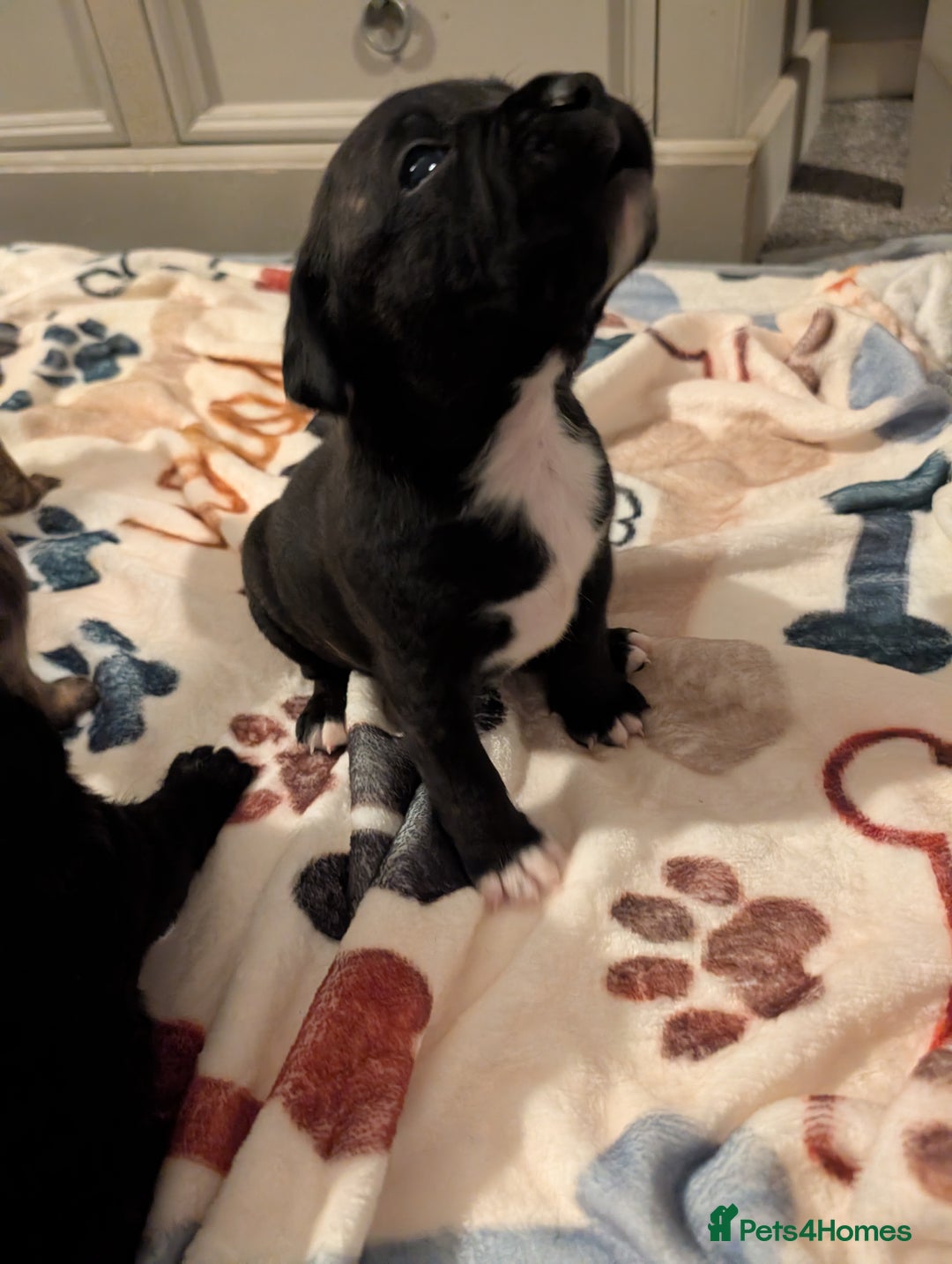 Mixed Breed dogs for sale: Staff cross pups - Image 7