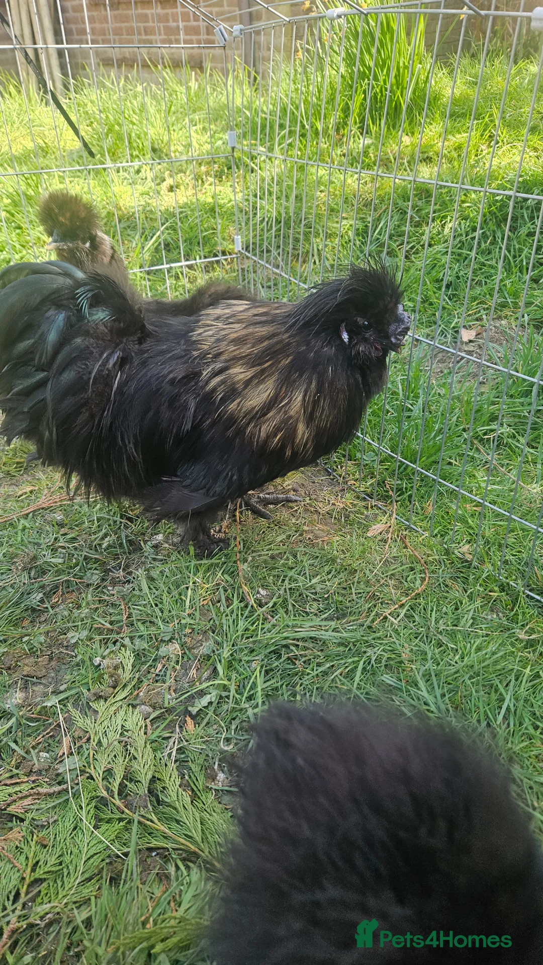 Chickens poultry for sale: Black pure bred silkies 5  - Advert 3