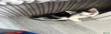 Domestic Shorthair black/white unusual markings 