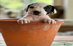 Pointer dogs for sale: KC reg Pointer Puppies - Image 10