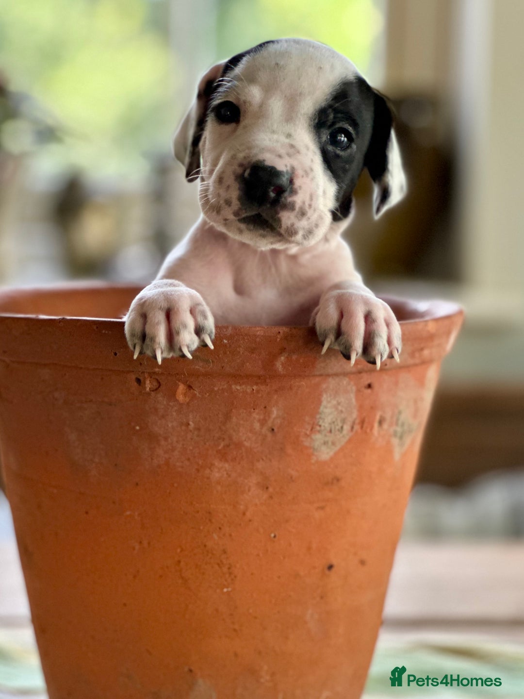 Pointer dogs for sale: KC reg Pointer Puppies - Image 10