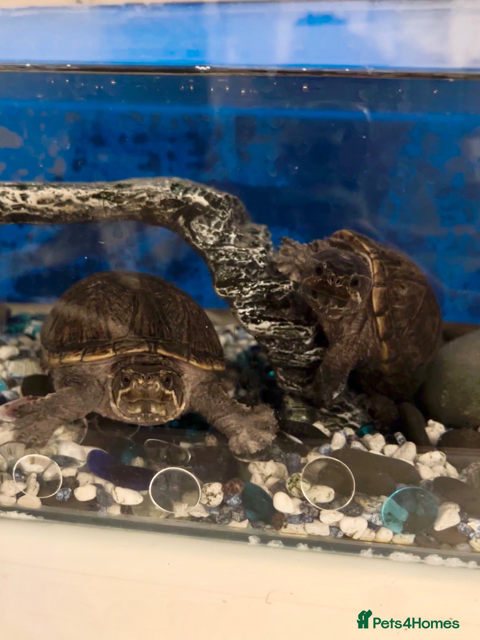 Turtle reptiles Musk turtles with full set - Advert 4