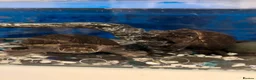 Turtle reptiles for sale: Musk turtles with full set - Advert 1