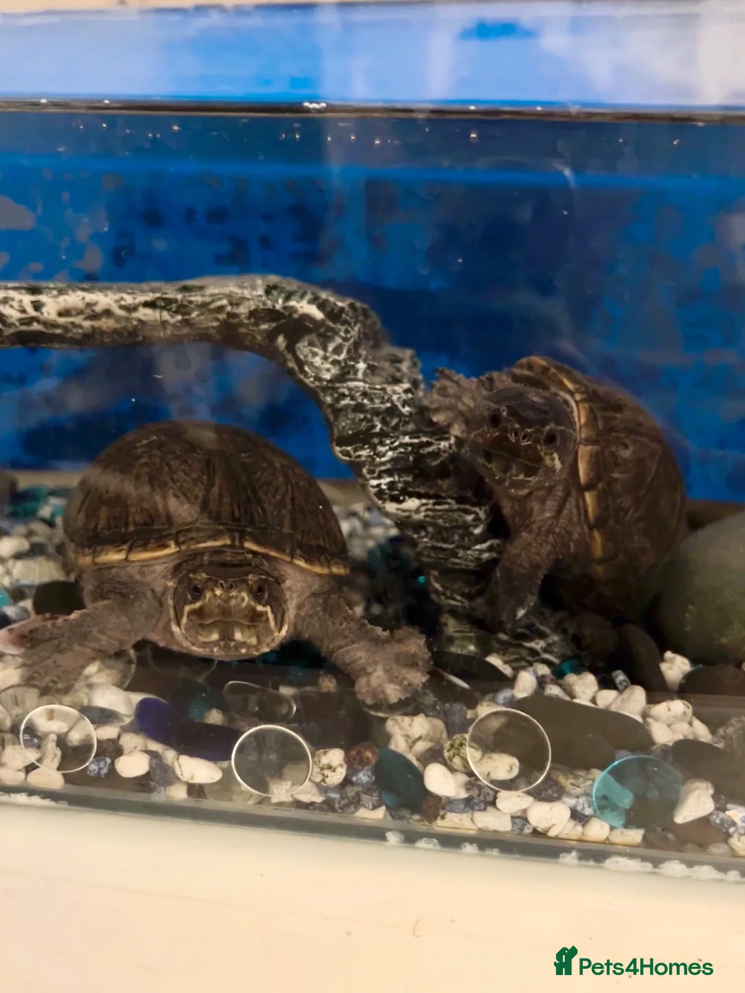 Turtle reptiles for sale: Musk turtles with full set - Advert 1