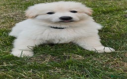 German Shepherd dogs for sale: Very special, super WHITE, LONG HAIRED GSD pups  - Image 5