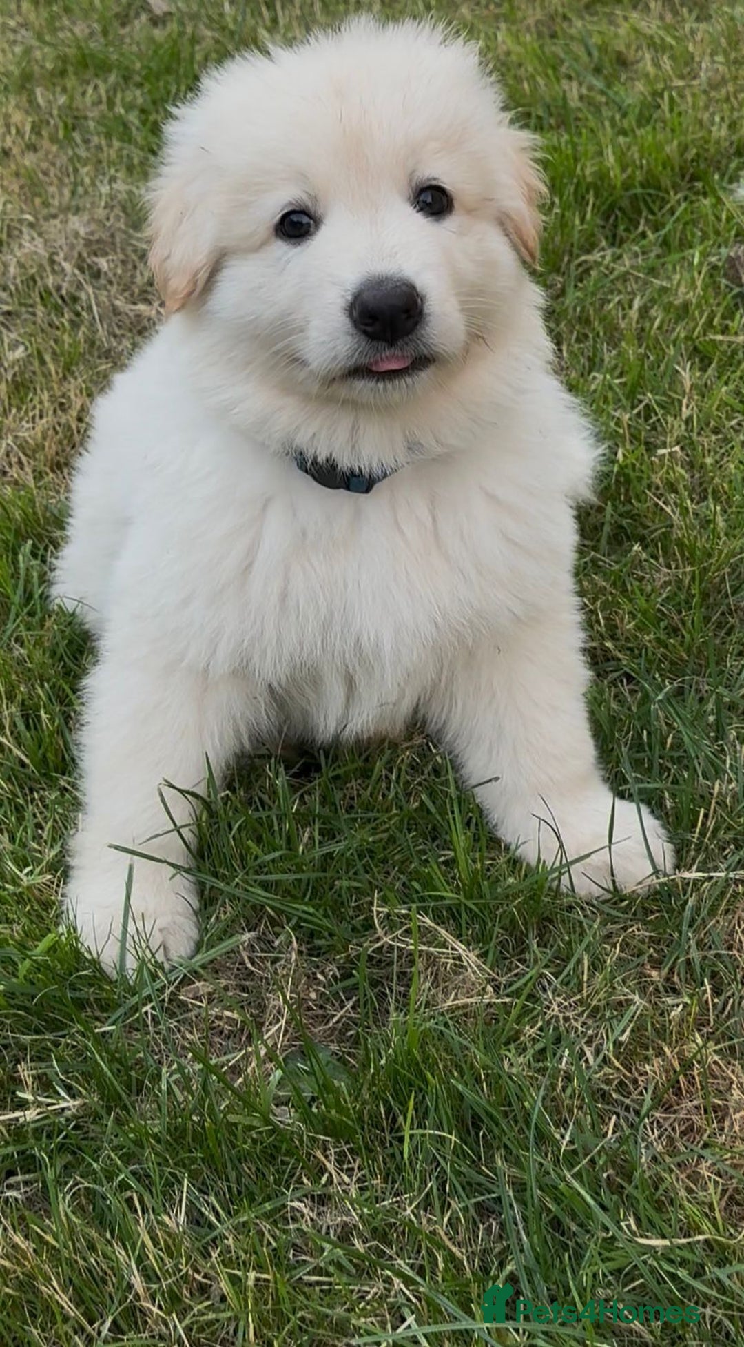 German Shepherd dogs for sale: Very special, super WHITE, LONG HAIRED GSD pups  - Image 5