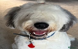 Old English Sheepdog dogs for stud: OLD ENGLISH SHEEPDOG for Stud KC Registered - Image 9