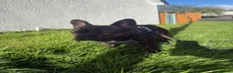 French Bulldog dogs for stud: French bull dog for stud  in Tredegar - Advert 2