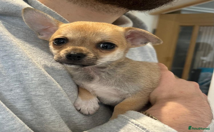 Chihuahua dogs - Advert 12