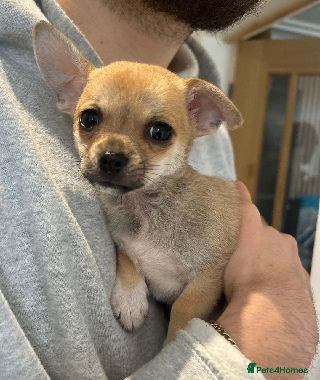Chihuahua dogs for sale: Pure Breed Pedigree Certificated Chihuahua Puppies - Image 1