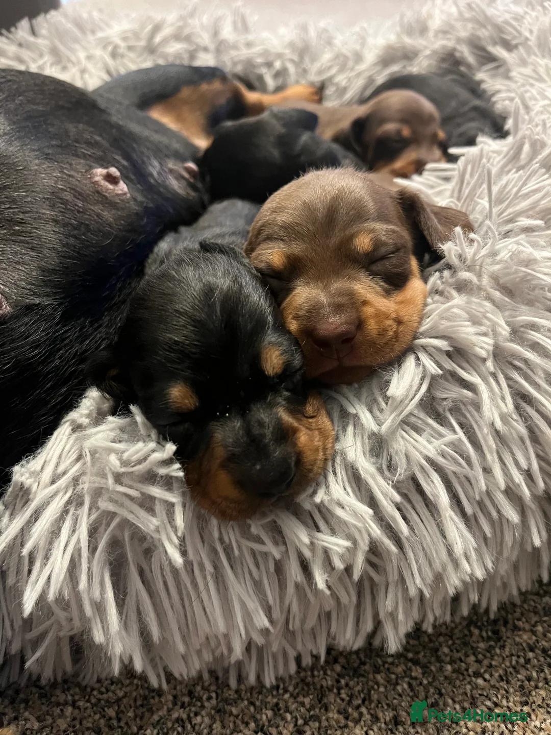 Miniature Dachshund dogs for sale: READY TO GO, 1 girl left! KC, PRA clear  - Advert 12