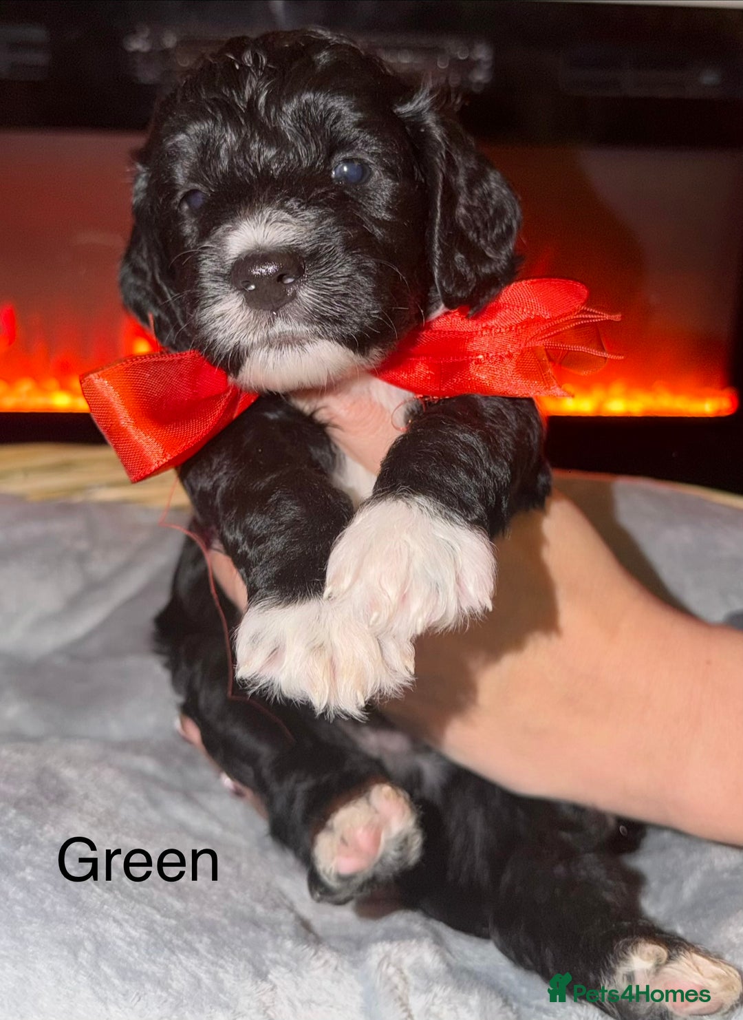 Mixed Breed dogs for sale: Beautiful Sproodles for sale - Advert 8