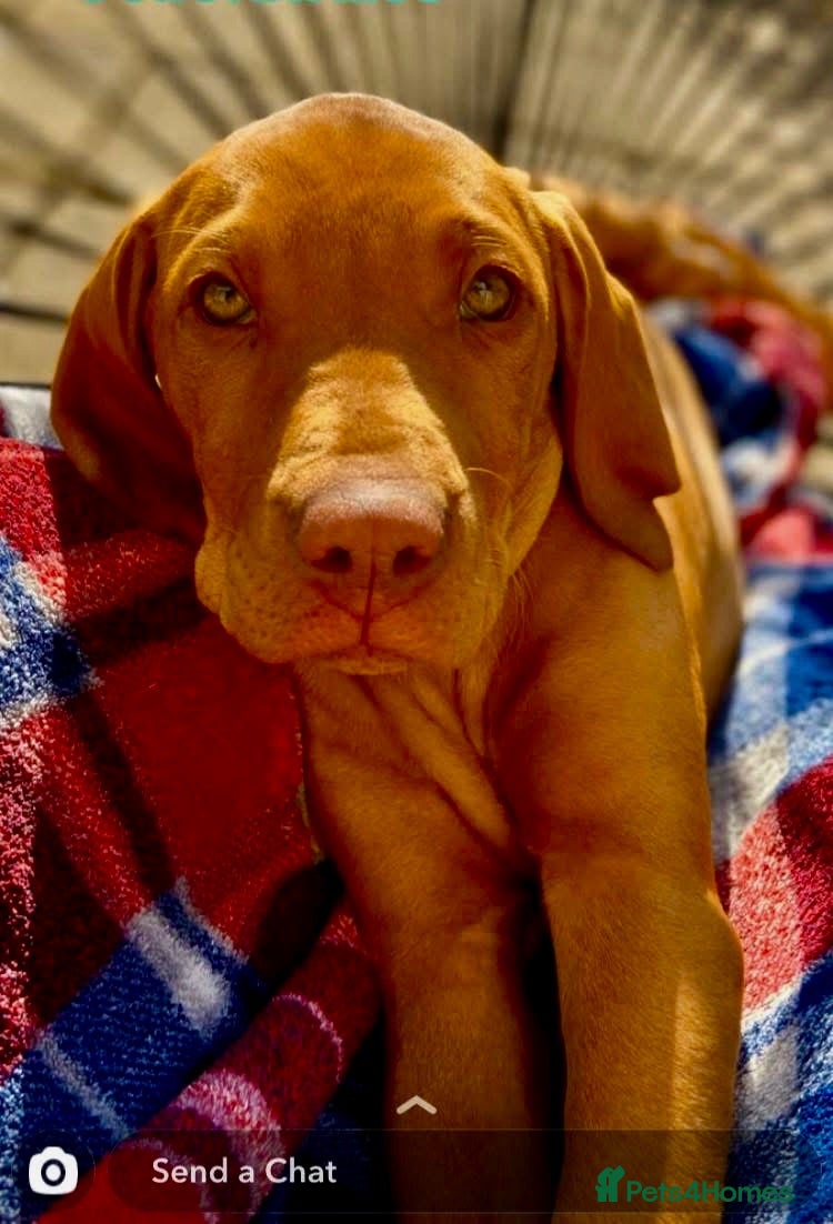 Hungarian Vizsla dogs Hungarian viszla puppies  - Advert 2