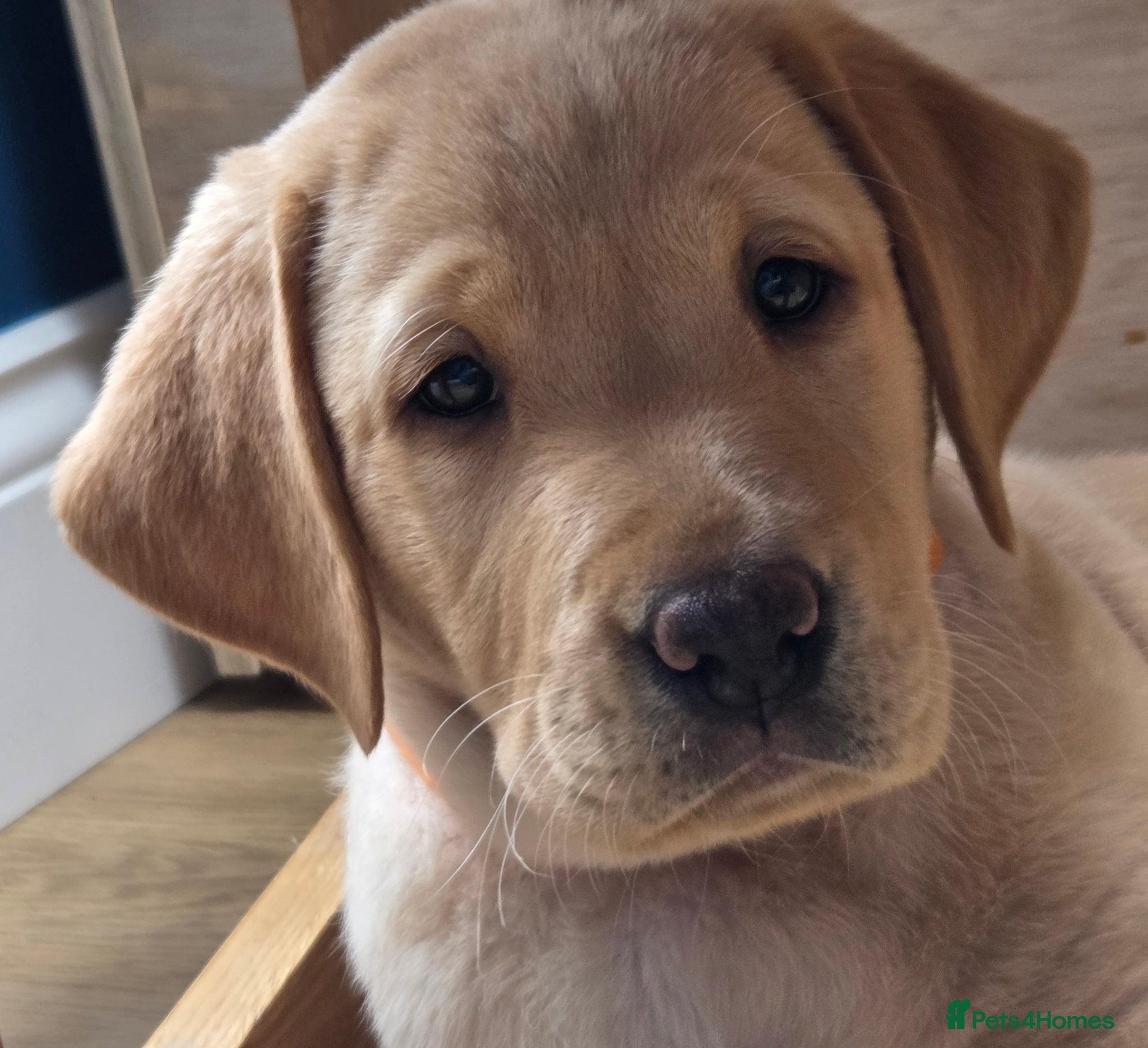 Labrador Retriever dogs Gorgeous Golden Labrador Girl, KC bloodline - Advert 1