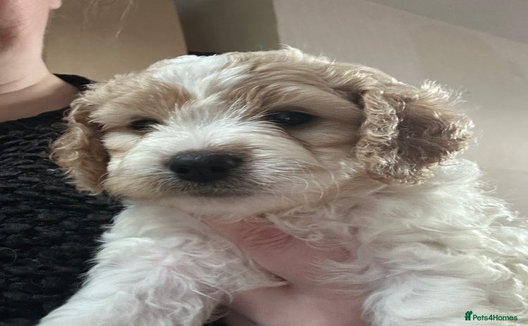 Cavapoochon dogs 1 Cavapoochon left! Our December Reindeer Litter!  - Advert 8