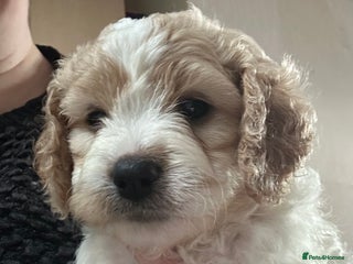 Cavapoochon dogs 1 Cavapoochon left! Our December Reindeer Litter! - Advert 10