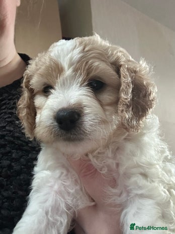 Cavapoochon dogs 1 Cavapoochon left! Our December Reindeer Litter! - Advert 2