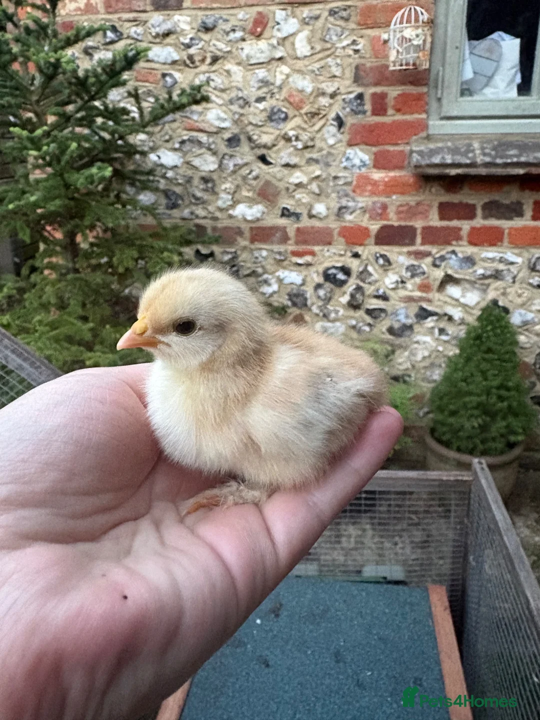 Chickens poultry for sale: Pure Pekin pullets  - Advert 1