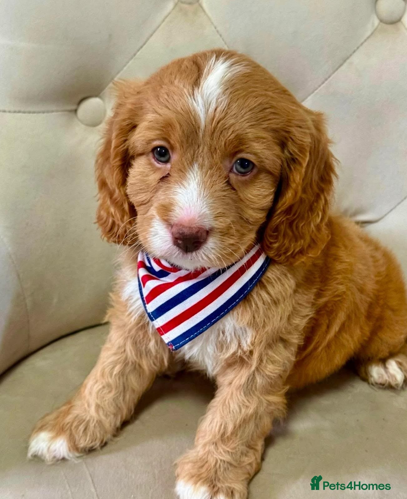 Cavapoo dogs OUTSTANDING TOY CAVAPOO PUPPIES READY TO LEAVE!  - Advert 2