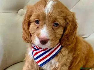 Cavapoo dogs OUTSTANDING TOY CAVAPOO PUPPIES READY TO LEAVE! - Advert 2