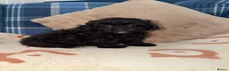 Shihpoo dogs for sale: 🖤🩶Stunning Shihpoo Puppies READY NOW🖤🩶 - Advert 11
