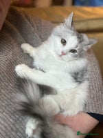 Siberian cats 2 Pedigree Siberian kittens hypoallergenic - ready - Advert 1