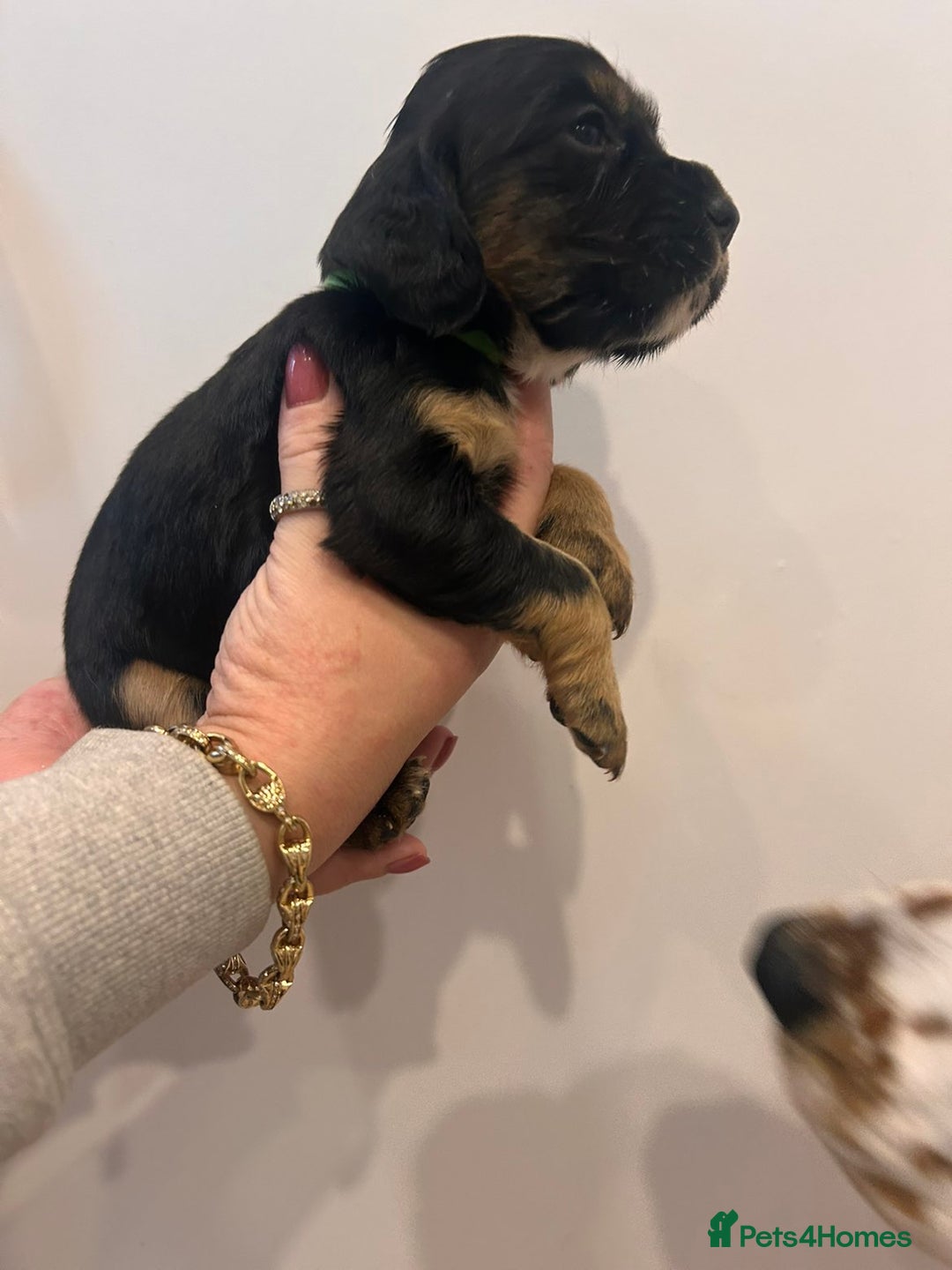 Sprocker dogs for sale: 🐾 Beautiful Sprocker Spaniel Puppies – £1000 🐾 - Advert 10