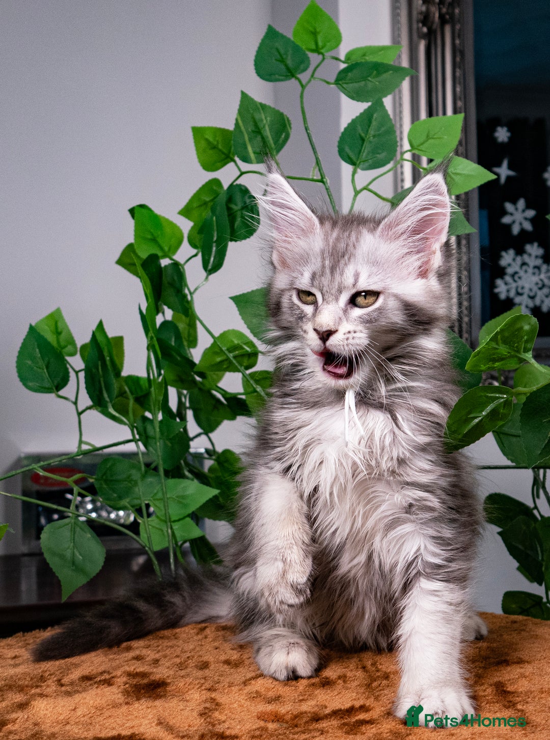 Maine Coon cats for sale: 8 STUNNING PEDIGREE TICA REG MAINE COON KITTENS - Advert 8