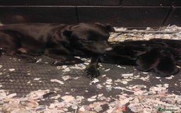 Cockerdor dogs for sale: Cockerdor puppies for sale - Image 5