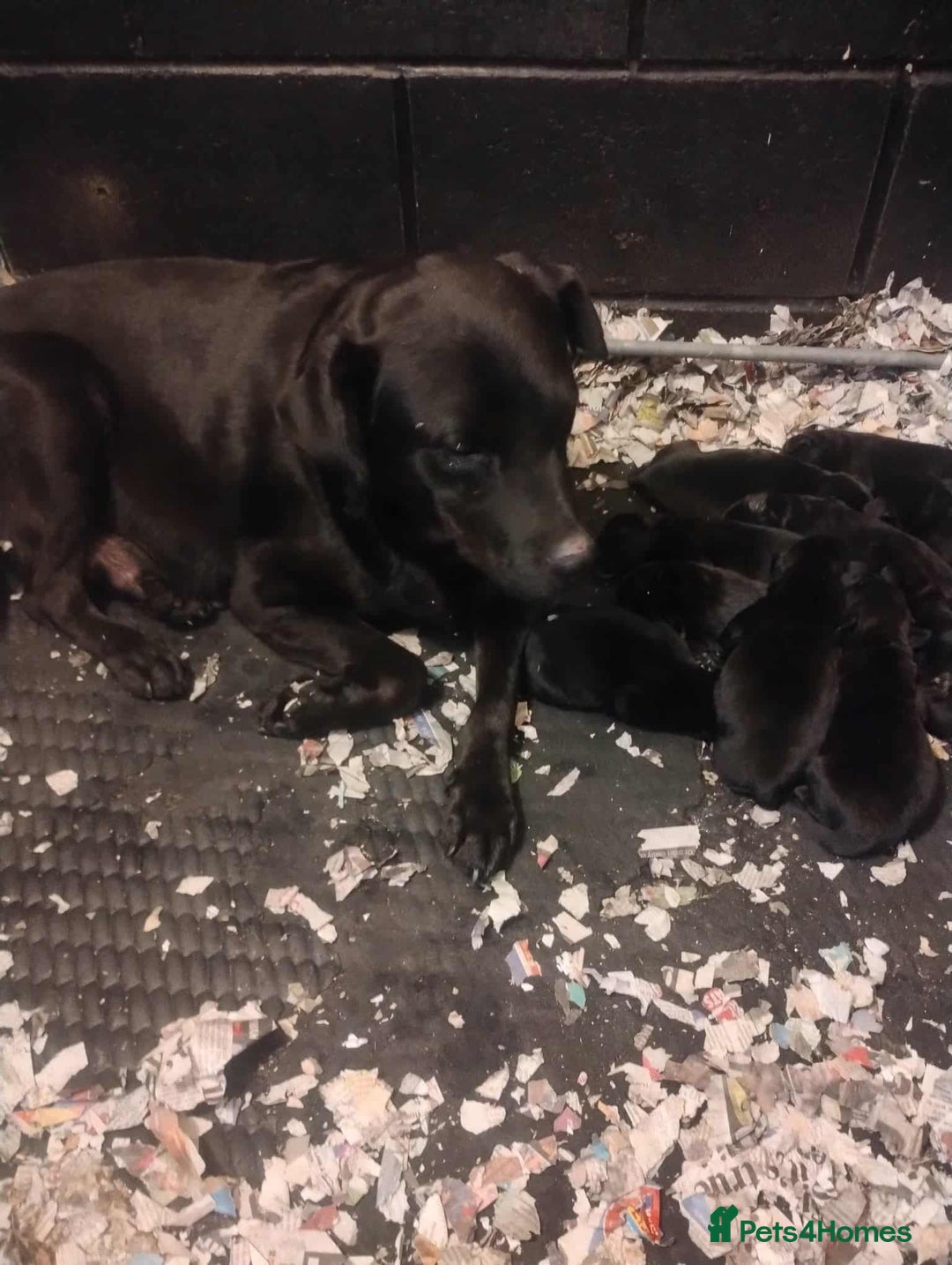Cockerdor dogs for sale: Cockerdor puppies for sale - Image 5