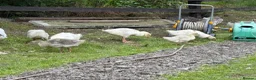 Geese poultry for sale: Franconian & Toulouse geese - Advert 1