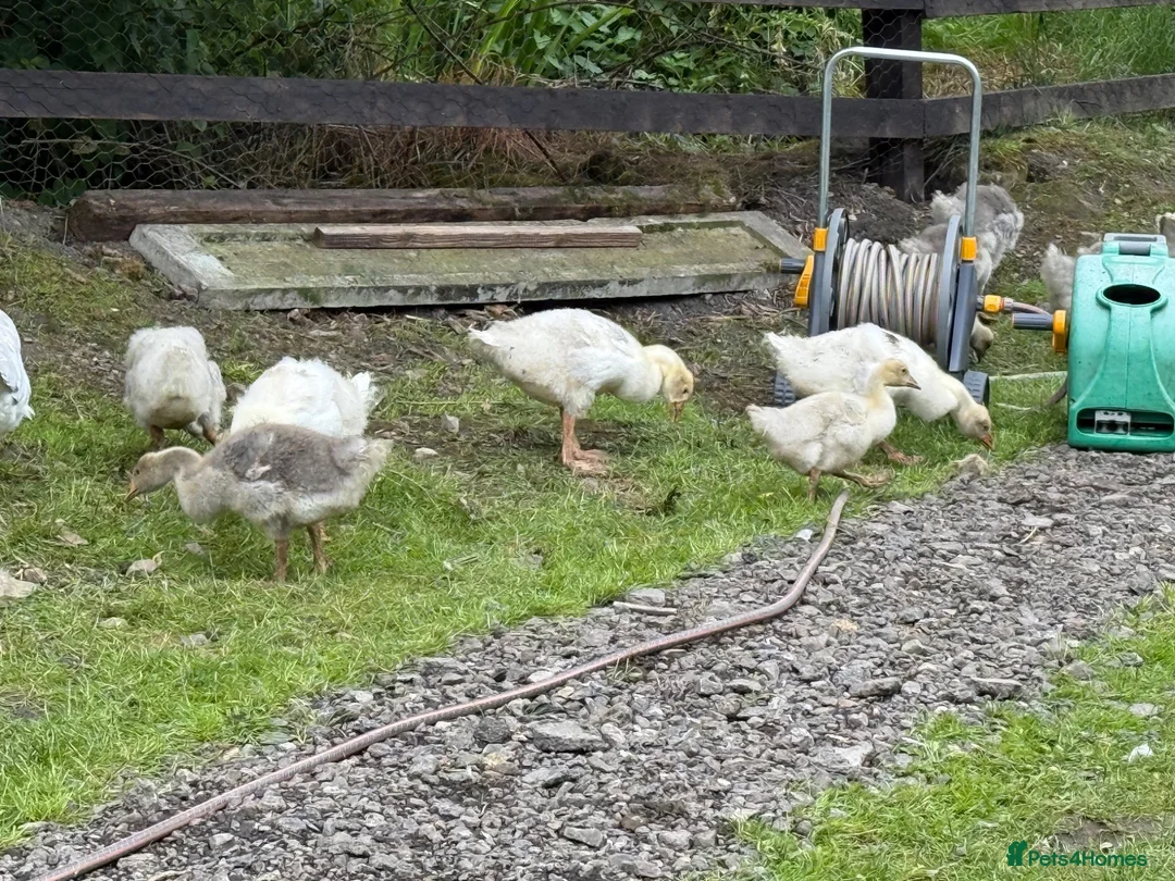 Geese poultry for sale: Franconian & Toulouse geese - Advert 1