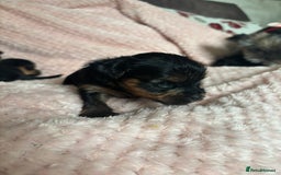 Yorkshire Terrier dogs for sale: Miniature Yorkshire Terrier Puppies  - Image 32